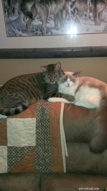 Cali: Spotlight on This Week’s Ragdoll – A Tale of Love and Adoption