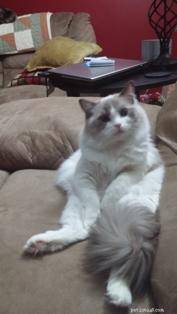 Cali: Spotlight on This Week’s Ragdoll – A Tale of Love and Adoption
