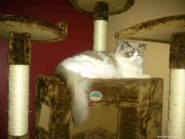 Cali: Spotlight on This Week’s Ragdoll – A Tale of Love and Adoption