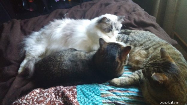 Cali: Spotlight on This Week’s Ragdoll – A Tale of Love and Adoption