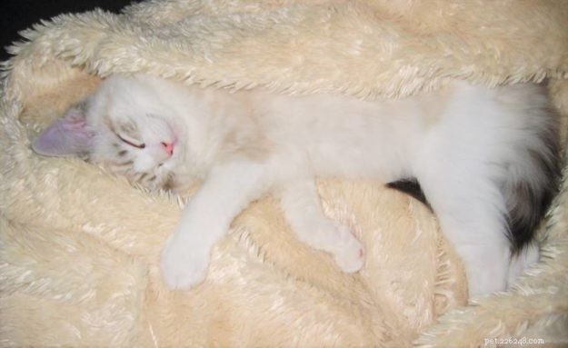 Willow: The Beloved Ragdoll Spotlighted as This Week s Featured Cat
