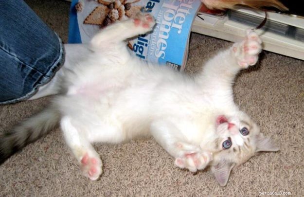 Willow: The Beloved Ragdoll Spotlighted as This Week s Featured Cat