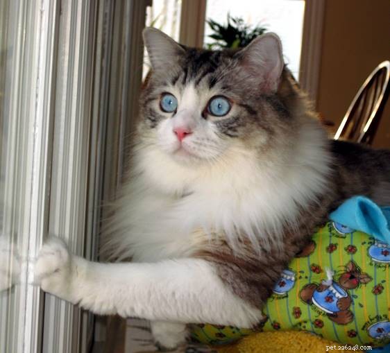 Willow: The Beloved Ragdoll Spotlighted as This Week s Featured Cat