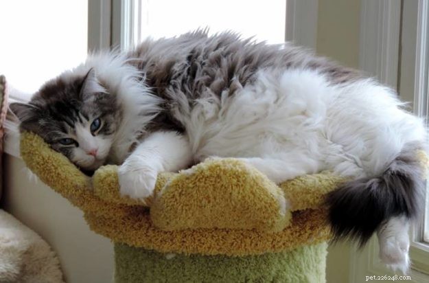 Willow: The Beloved Ragdoll Spotlighted as This Week s Featured Cat