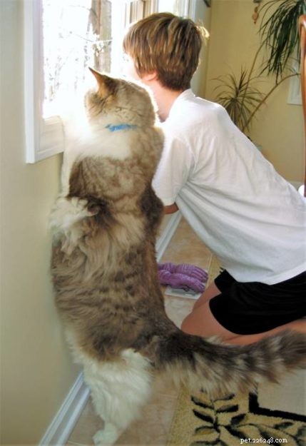 Willow: The Beloved Ragdoll Spotlighted as This Week s Featured Cat