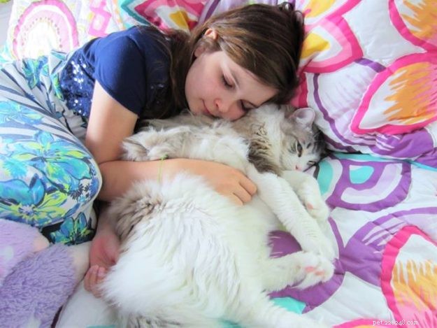 Willow: The Beloved Ragdoll Spotlighted as This Week s Featured Cat