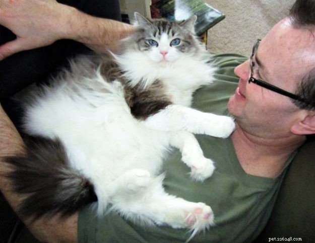 Willow: The Beloved Ragdoll Spotlighted as This Week s Featured Cat