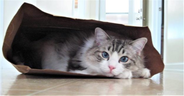 Willow: The Beloved Ragdoll Spotlighted as This Week s Featured Cat