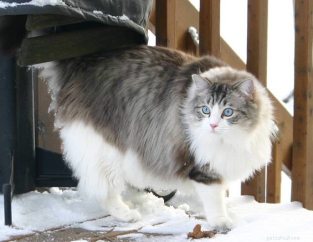 Willow: The Beloved Ragdoll Spotlighted as This Week s Featured Cat