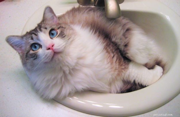 Willow: The Beloved Ragdoll Spotlighted as This Week s Featured Cat