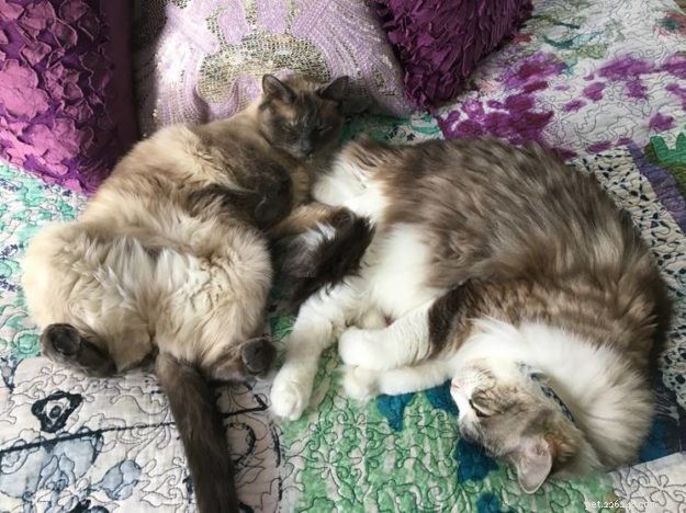 Willow: The Beloved Ragdoll Spotlighted as This Week s Featured Cat