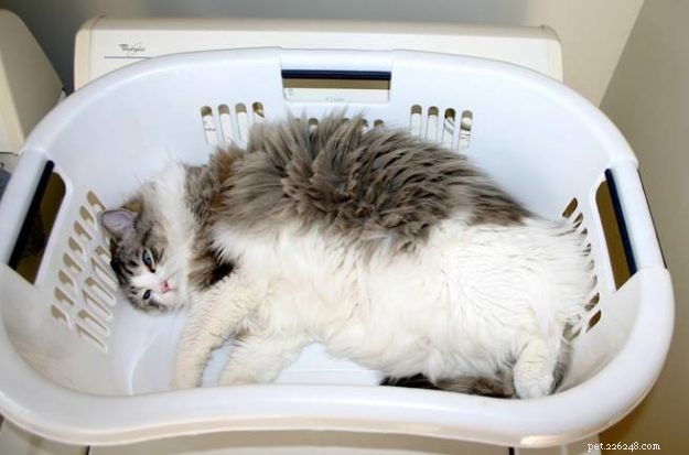 Willow: The Beloved Ragdoll Spotlighted as This Week s Featured Cat