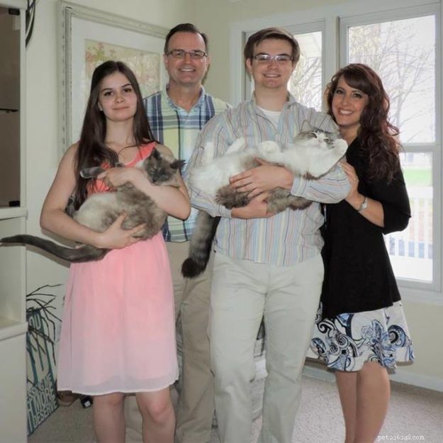 Willow: The Beloved Ragdoll Spotlighted as This Week s Featured Cat