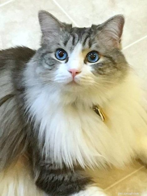 Willow: The Beloved Ragdoll Spotlighted as This Week s Featured Cat
