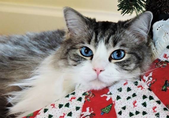 Willow: The Beloved Ragdoll Spotlighted as This Week s Featured Cat