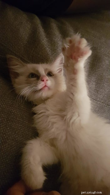 Louis, the Ragdoll Kitten of the Month: Meet Our Charming Blue-Bi-Colour Companion