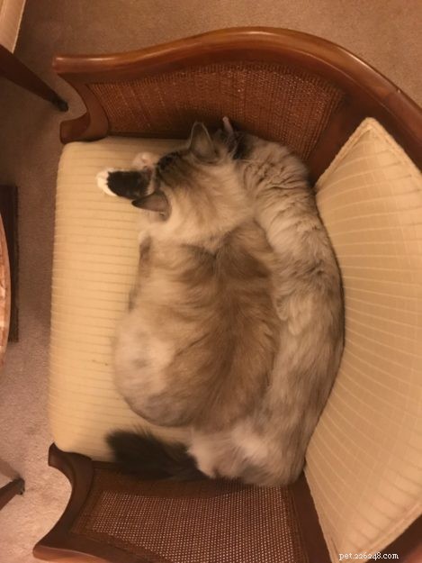 Meet Gabby & Louise: Ragdoll Stars of the Week