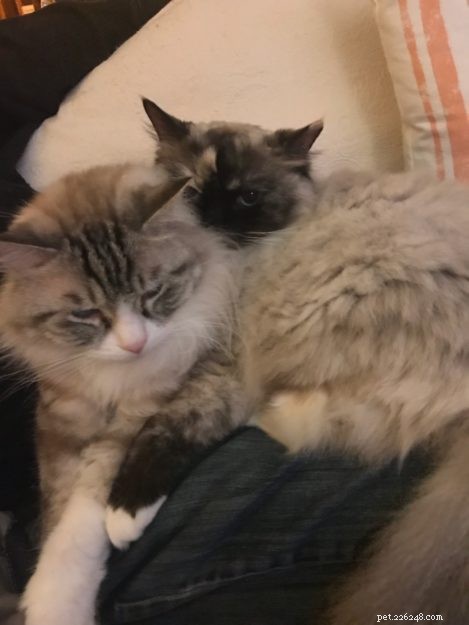 Meet Gabby & Louise: Ragdoll Stars of the Week