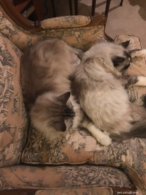 Meet Gabby & Louise: Ragdoll Stars of the Week