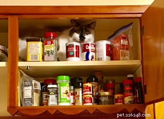 Meet Rufus – Ragdoll Cat of the Week