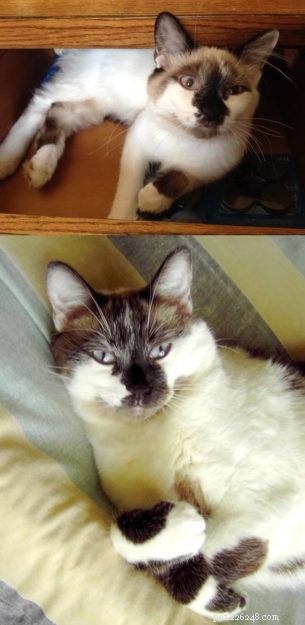 Meet Rufus – Ragdoll Cat of the Week
