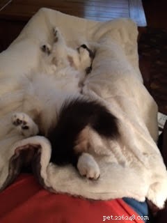 Meet Rufus – Ragdoll Cat of the Week