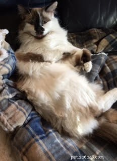 Meet Rufus – Ragdoll Cat of the Week