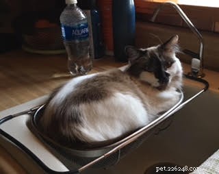 Meet Rufus – Ragdoll Cat of the Week