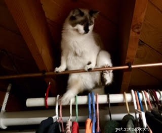Meet Rufus – Ragdoll Cat of the Week