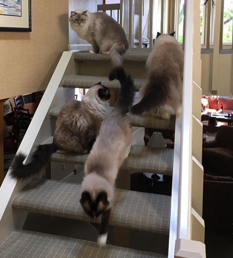 Seamless Ways to Introduce Two Cats to Your Home