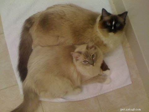 Seamless Ways to Introduce Two Cats to Your Home