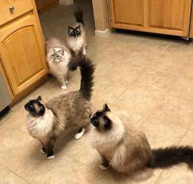 Seamless Ways to Introduce Two Cats to Your Home