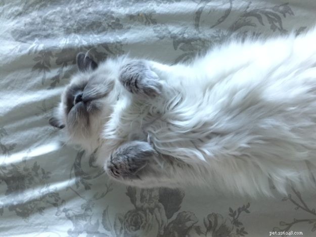 Kensie – The Ragdoll Kitten Who Won Hearts