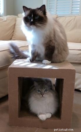 Seamless Ways to Introduce Two Cats to Your Home