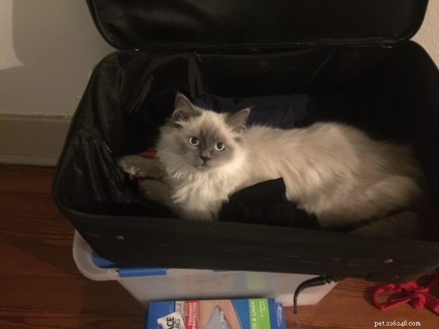 Kensie – The Ragdoll Kitten Who Won Hearts