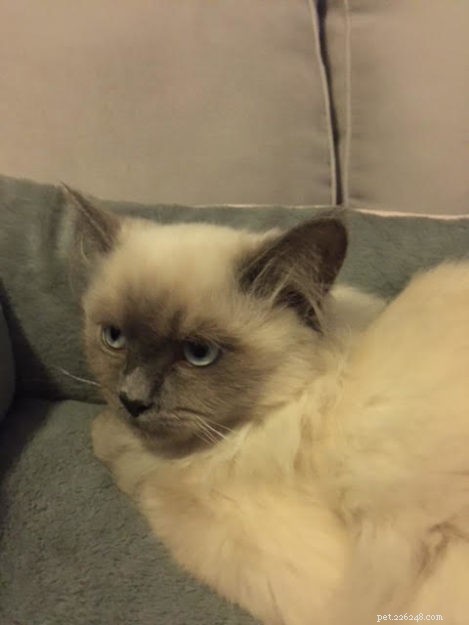 Kensie – The Ragdoll Kitten Who Won Hearts