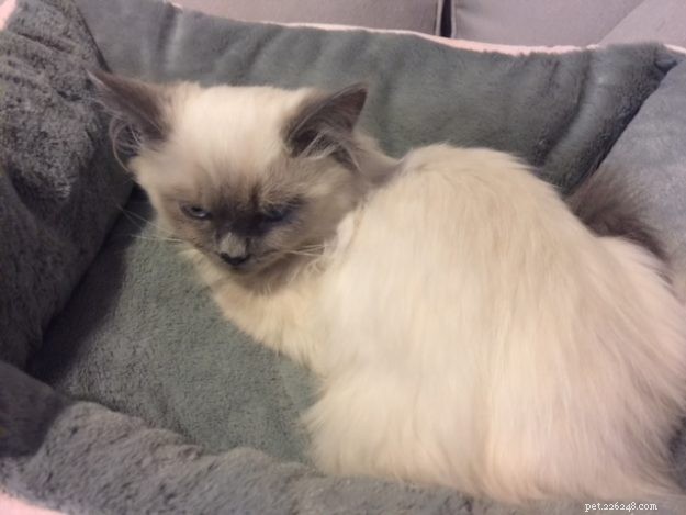 Kensie – The Ragdoll Kitten Who Won Hearts