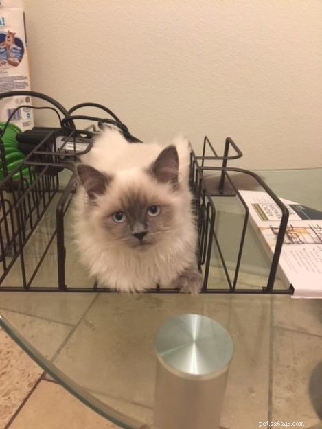 Kensie – The Ragdoll Kitten Who Won Hearts