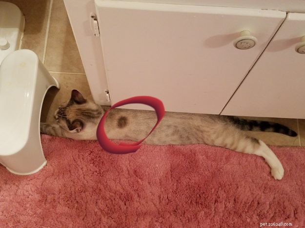 Ringworm in Cats: How One Owner Successfully Eliminated It