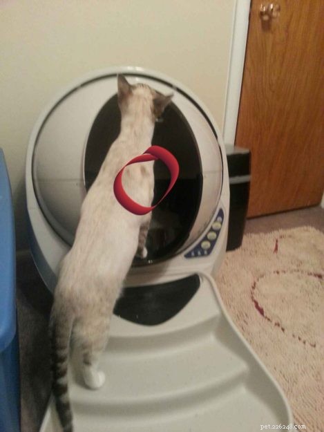 Ringworm in Cats: How One Owner Successfully Eliminated It