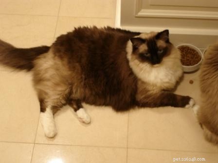 Healthy Weight Management for Cats: A Guide to Proper Nutrition
