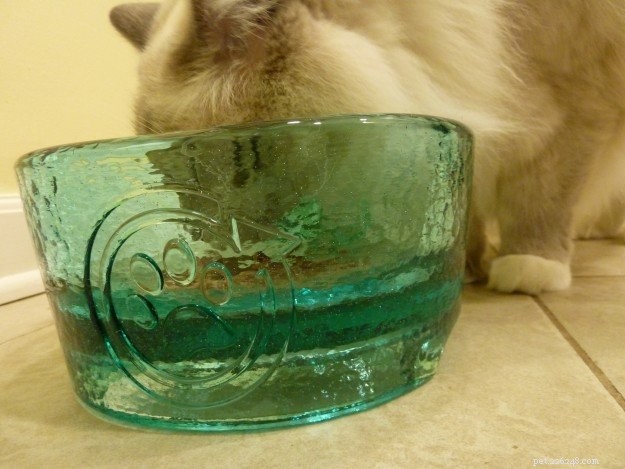 Healthy Weight Management for Cats: A Guide to Proper Nutrition