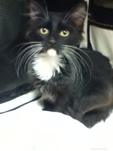 Angelo: A Resilient Rescue Cat’s Journey from Ditch to Home