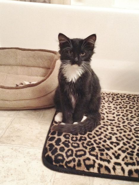 Angelo: A Resilient Rescue Cat’s Journey from Ditch to Home