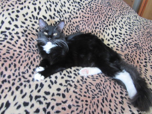 Angelo: A Resilient Rescue Cat’s Journey from Ditch to Home