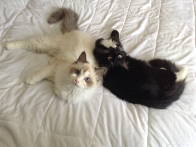 Angelo: A Resilient Rescue Cat’s Journey from Ditch to Home