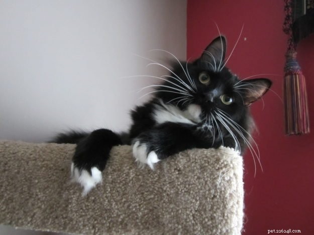 Angelo: A Resilient Rescue Cat’s Journey from Ditch to Home