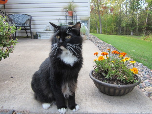 Angelo: A Resilient Rescue Cat’s Journey from Ditch to Home