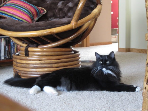 Angelo: A Resilient Rescue Cat’s Journey from Ditch to Home