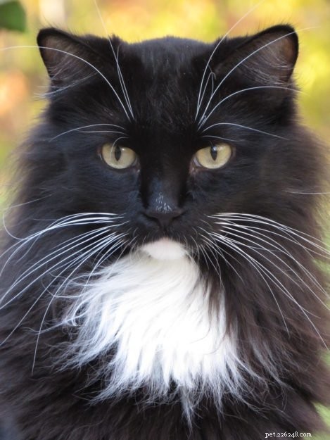 Angelo: A Resilient Rescue Cat’s Journey from Ditch to Home